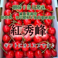 減農薬栽培・化学製肥料不使用 朝採れ新鮮さくらんぼの王道【佐藤錦