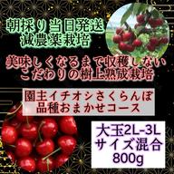 朝採り当日発送 こだわりの樹上熟成栽培さくらんぼ 《園主イチオシ