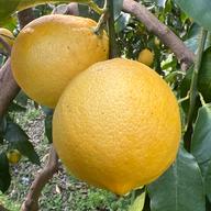 白木果樹園産(国産)ベルガモット 約2kg | 果物/オレンジ・その他みかん