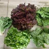 コリコリ食感！ひぐらし農場の『茎レタス（ステムレタス）』 ｜ 野菜