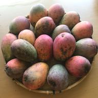 早切り摘果マンゴー1kg ｜ 果物/マンゴー 産直アウル 農家・漁師など