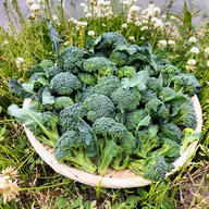 ワラビ トロっトロな食感がクセになる500g(わらび、蕨) ｜ 野菜/その他