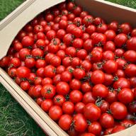 ⭐︎トマト星人さん専用⭐︎ 5つ星＆3つ星フルーツトマト食べくらべセット（600g×2） | 野菜