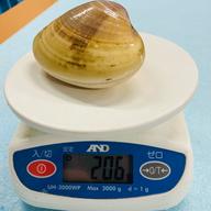 真空冷凍はまぐり(ぜんな) 1個5〜15g 約500g×1パック | 魚介類/蛤 産直