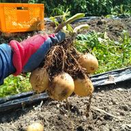 無農薬インカのめざめ 本州、四国、九州の方 ｜ 野菜/じゃがいも 産直