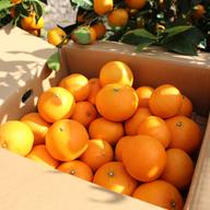 よくばり柑橘MIX せとか＆ブラッドオレンジ（タロッコ） | 果物