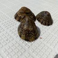 法螺貝 ｜ 魚介類/その他貝類 産直アウル 農家・漁師など生産者から
