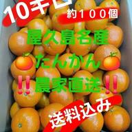 食品 【訳あり・加工向け】屋久島産タンカン 約20kg 送料込み価格