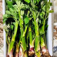 （野菜と）ラジオ大好きっ子　富山県産タラの芽2キロ 飲食店様用 ラージサイズタラの芽 2キロ ｜ 野菜/山菜 産直アウル 農家