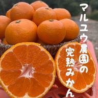 【幻のみかん】今村温州　秀品+良品　3S〜M混合　5kg　淡路島産　現品限り★ 幻のみかん】今村温州（サイズ混合S〜3L）5kg ｜ 果物/温州みかん 産直