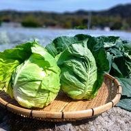 rugosa高知県産本柚子約20kg　農薬：栽培期間中不使用 ゆず玉1kg（7～14個）すぐ出荷！本場高知県産！農薬：栽培期間中