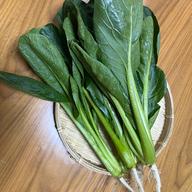小松菜2kg ｜ 野菜/小松菜 産直アウル 農家・漁師など生産者から直接
