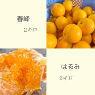 はるか＆せとか ｜ 果物/オレンジ・その他みかん 産直アウル 農家