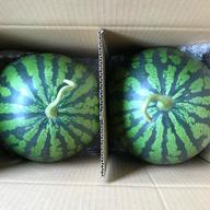 5月末から発送種無し黄果肉西瓜ゴールデンジャック2Lサイズ1玉入り