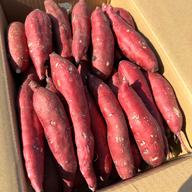 低温熟成保管‼茨城県産紅はるかSサイズ20㎏ さつまいも サツマイモ