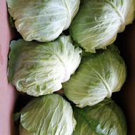 コリコリ食感！ひぐらし農場の『茎レタス（ステムレタス）』 ｜ 野菜