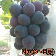 ニューピオーネ 1.2kg (2房) 岡山県産 朝採り ぶどう | 果物/ぶどう