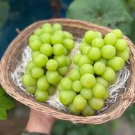 黄色い小粒】シャインマスカット【完熟約1.0kg2房と粒400g入計1.4k