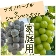信州中野産】ぶどう約900gハニービーナス | 果物/ぶどう 産直アウル