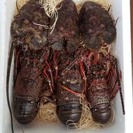 激レアな特大セミエビ！1匹で1.5キロ！ | 魚介類/エビ 産直アウル