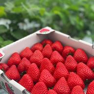 濃甘いちご「古都華」超特大（12粒）/箱 平均糖度15度 いちご 苺