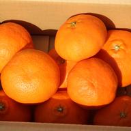 柑橘の大トロ 「せとか」4kg ｜ 果物/オレンジ・その他みかん 産直