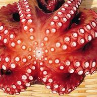 岩手県田野畑産】 蒸し真タコ 約3kg | 魚介類/タコ 産直アウル 農家