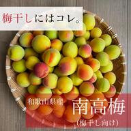 送料500円引き！ 梅酒・梅シロップに最適！ 和歌山県産希少品種 古城梅