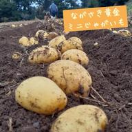 春の新じゃがいも ながさき黄金 10㎏ | 野菜/じゃがいも 産直アウル