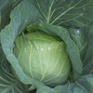 とろける長なす7キロ ｜ 野菜/茄子 産直アウル 農家・漁師など生産者
