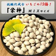 最終出品¥大特価¥ 】祖父江の銀杏《藤九郎》2Lサイズ 500g | 野菜 最終出品¥大特価¥ 】祖父江の銀杏《藤九郎》2Lサイズ 500g | 野菜