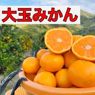 有田みかん10kg!!訳あり品 ｜ 果物/温州みかん 産直アウル 農家・漁師
