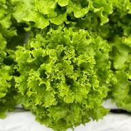 グリーンリーフレタス4kg ｜ 野菜/レタス 産直アウル 農家・漁師など