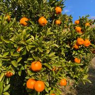 小玉精品】南柑20号3kg | 果物/温州みかん 産直アウル 農家から直接