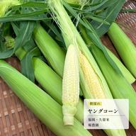 今が旬】朝採れヤングコーン30本｜ふくおかエコ農産物認証 ｜ 野菜