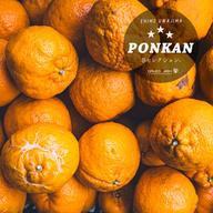 濃厚な甘みとコク 【EHIME UWAJIMA】南柑20号 Aセレクション（家庭用