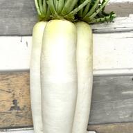 葉付き大根セット3kg | 野菜/大根 産直アウル 農家から直接野菜などの