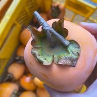 漬け物用】はやとうり 約3kg | 野菜/その他野菜 産直アウル 農家から