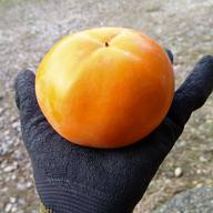 最終 お値打ち価格♪江戸柿（渋柿）約20kg 奈良県西吉野産干し柿用/吊るし柿用 2025年産】【11月発送】吊るし柿用西条柿 3L 36玉（7.5kg） 吊るし