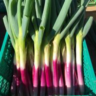 柔らか甘い！ 赤ネギ 10本 | 野菜/ねぎ 産直アウル 農家から直接野菜
