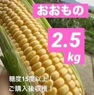 和歌山県産 おおもの ヤングコーン 100本 ｜ 野菜/とうもろこし 産直