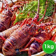 超超特大伊勢エビ 1匹で約1100g～1200g ｜ 魚介類/エビ 産直アウル