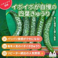 曲がったきゅうり20本☆規格外 ｜ 野菜/きゅうり 産直アウル 農家