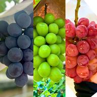 家庭用】紅色シャイン品種の大粒ぶどう バイオレットキング800g2~3房