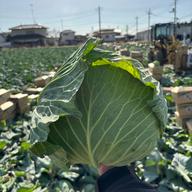 訳あり】長なす2kg（家庭用・茨城県産） ｜ 野菜/茄子 産直アウル 農家