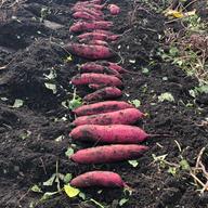 自然栽培】無農薬茨城県産さつまいも(紅はるか)5kg ｜ 野菜/さつまいも