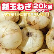 10kg×2箱届く【限定数】超特価！不知火 しらぬい 20kg デコポン みかん