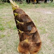 鮮度抜群 とれたて筍（たけのこ） 収穫後即日発送！×2kg ｜ 野菜