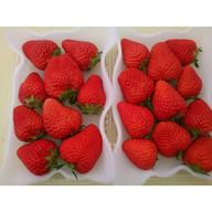 完熟いちご（紅ほっぺ）300g4パック（DXパック）（2022年静岡県いちご