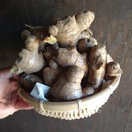 飲食店向け】ハナコの囲い生姜 10kg | 野菜/薬味 産直アウル 農家から